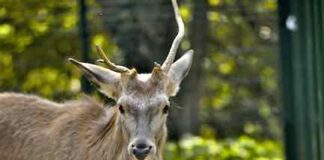 Animali, il bilancio 2022 del CRAS “Stella del Nord”: oltre mille ricoveri george e battista