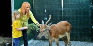 Gli uccellini salvati al Cras e la “Wedding dog sitter” protagonisti in tv on brambilla puntata 18