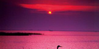 Cosa vedere a Lignano Sabbiadoro: tra laguna e aree protette tramonto laguna