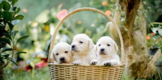 Giornata Nazionale per la Prevenzione Veterinaria, l’impegno di Santévet cuccioli cane