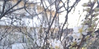 “Poesia dolce” di Monica Baldini fiori baldini