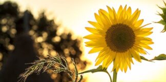 Libri da leggere: i consigli di aprile 2023 girasole