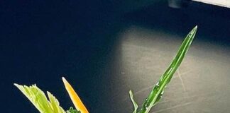 Zucca in bagna piemontese: la ricetta di chef Latini in tv marchi zucca in bagna piemontese