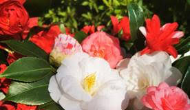 La 55ª Mostra della Camelia in arrivo a Verbania Pallanza