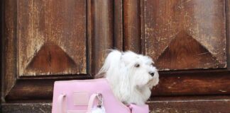 Pettorina e borsa trasportino per gli amici a quattrozampe da Pupakiotti borsa trasportino cagnolini
