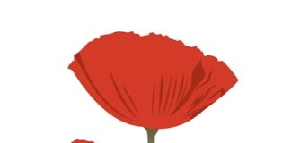 “Lignano in fiore”, torna la festa della solidarietà nell’edizione 2023 lignano in fiore