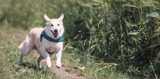 Forasacchi, come proteggere i nostri amici a quattro zampe cane corre