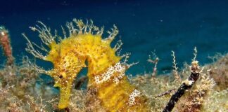 Immersioni subacquee, itinerari top 10 all’isola d’Elba cavalluccio diving in elba
