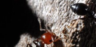 Il misterioso mondo degli invertebrati, giornata speciale al Bioparco formiche