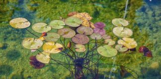 XIX° La Conserva della Neve: kermesse su piante rare a Roma conserva della neve