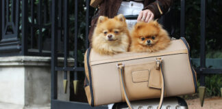 Accessori per amici a quattro zampe estate 2023 da Pupakiotti pupakiotti pets