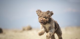 Fotografare il cane, consigli per scatti degni di feed e stories cagnolino mare