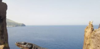 “Eolizard”, al via il progetto per la conservazione della lucertola delle Eolie lucertola isolotto