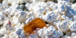 Popcorn Beach, viaggio nel nord dell’isola di Fuerteventura popcorn beach playa de la baja