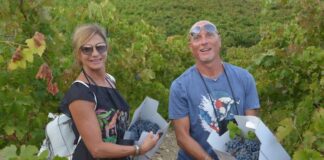 Vendemmia turistica: significato, come partecipare vendemmia turistica