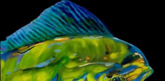 Le declinazioni pittoriche di Giulia Crimaldi, tra Pop Art e Iperrealismo per interpretare la realtà secondo il filtro di una visione fuori dagli schemi fishkiss ciuri