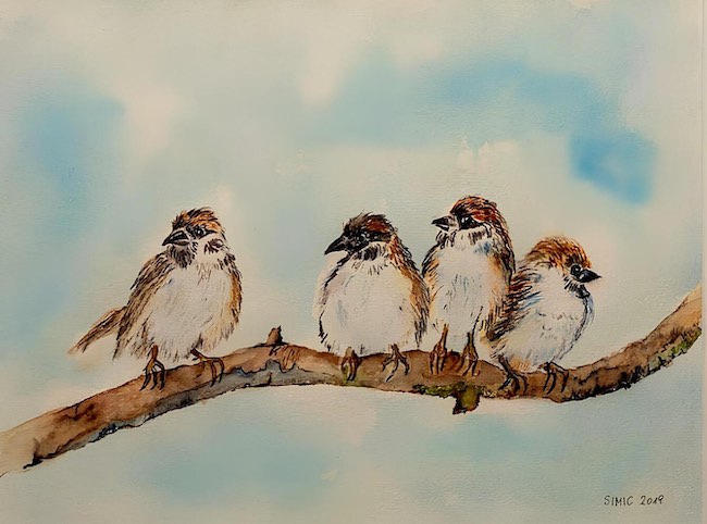 4 sparrows