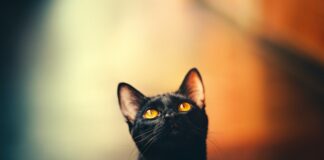 I gatti neri più famosi della storia del cinema gatto nero