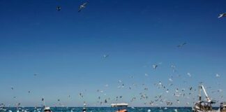 “SpINNaker”, operazione della Guardia Costiera a tutela della filiera della pesca
