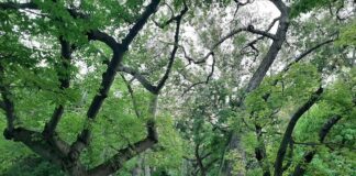 Giornata Mondiale del Suolo, la nota di Confagricoltura parco suolo