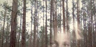 Giornata della Memoria, il progetto educativo Rai Cinema tales of the march