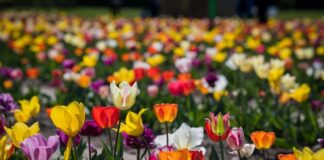 V° edizione del Campo dei Tulipani a Milano: ecco quando steflor tulipani