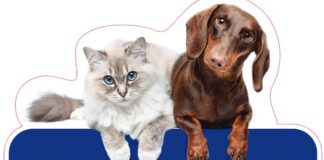 WindTre, polizza ‘Micio e Fido’ per il rimborso delle spese veterinarie