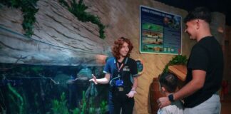 Vasca speciale con le alborelle al Gardaland SEA LIFE Aquarium gardaland sea life aquarium alborelle