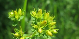 Notte di San Giovanni tra leggende e rituali hypericum-perforatum