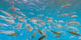 Isole Canarie e le spiagge dello snorkeling isole canarie gran canaria pejeverdes en arinaga