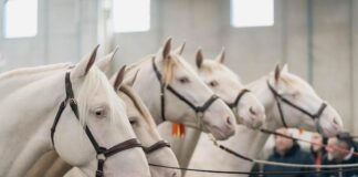 Fieracavalli parteciperà al G7 Agricoltura e Pesca di Ortigia fieracavall 2023 ennevifoto veronafiere