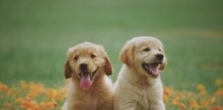 Bonus animali domestici: come funziona? Te lo spiega Petz.it, il portale dedicato agli animali pexels chevanon 1108099