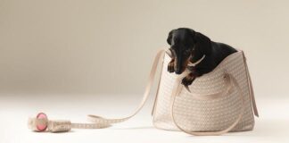 Pet Capsule, la collezione Coccinelle Primavera/Estate 2025 coccinelle pet capsule ss2025