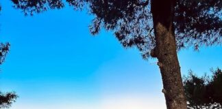 L’Inclusion Fest arriva a Leverano: un appuntamento incentrato sulla cultura dell’inclusione lsi team