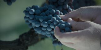 “DiVine”, documentario che racconta la vita nel mondo del vino di 5 donne tra i magnifici vigneti di Lazio e Toscana