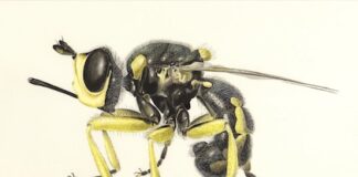 Primo appuntamento del progetto Biodiversità Nascosta a Roma biodiversità nascosta roma