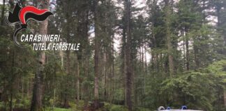 Educazione ambientale per la Giornata internazionale delle Foreste 2025 cc tutela forestale