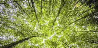 Giornata Internazionale delle Foreste 2025: le iniziative per il benessere del Pianeta foreste pexels