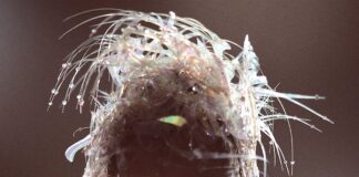 “Something beautiful”, il nuovo album di Miley Cyrus dal 30 maggio something beautiful myley cyrus