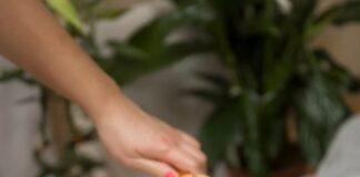 Legnoterapia e connessione con la natura: nuova frontiera del benessere aspria hcm legnoterapia