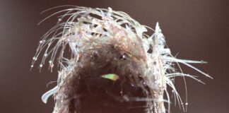 “More to lose”, il nuovo brano di Miley Cyrus