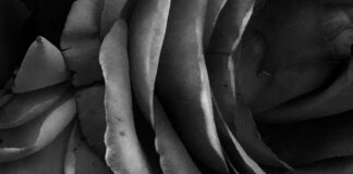 “Rose is a rose is a rose is a rose”, la mostra di Claudia Chianese mostra rose is a rose