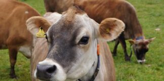 Giornata mondiale del latte 2025: la nota di Confagricoltura mucca