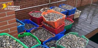 Venezia, sequestrati 3215 kg di vongole veraci senza tracciabilità vongole veraci sequestrate