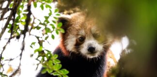 Nel cuore dell’Himalaya per proteggere l’anima della foresta red panda project