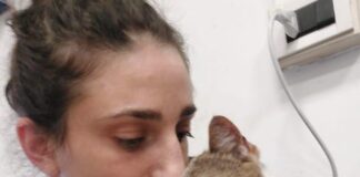 Nala torna a camminare grazie a laser terapia e ozonoterapia gatto nala