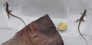 Bioparco di Roma: nate 52 lucertole delle Eolie, simbolo di biodiversità mediterranea neonate rettili