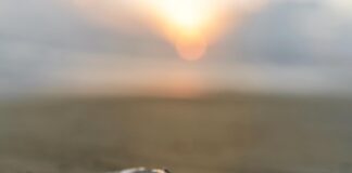 Microplastiche nel cibo: 45mila particelle ingerite ogni anno microplastiche pesce