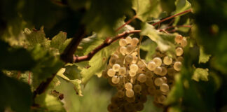 La Ponca debutta al Merano WineFestival 2025 nel format TasteTerroir – bio&dynamica