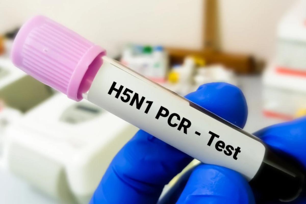 Influenza aviaria, allerta